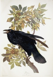 cuervo-raven